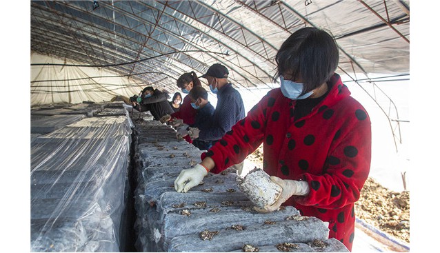 河南魯山：食用菌育種忙