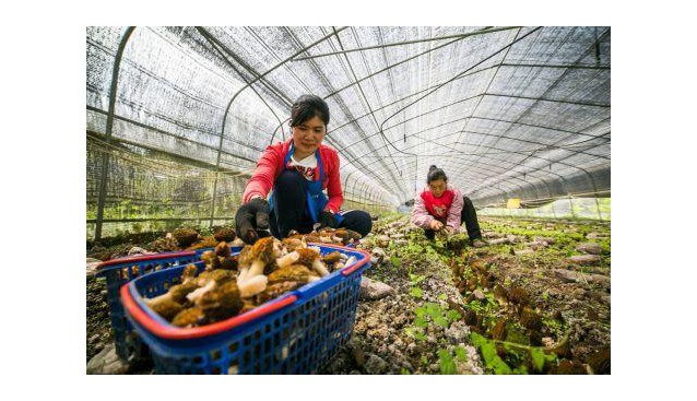 貴州大方：羊肚菌產(chǎn)銷旺 農(nóng)民收獲“軟黃金”