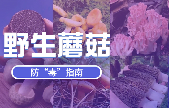 野生蘑菇，防毒指南