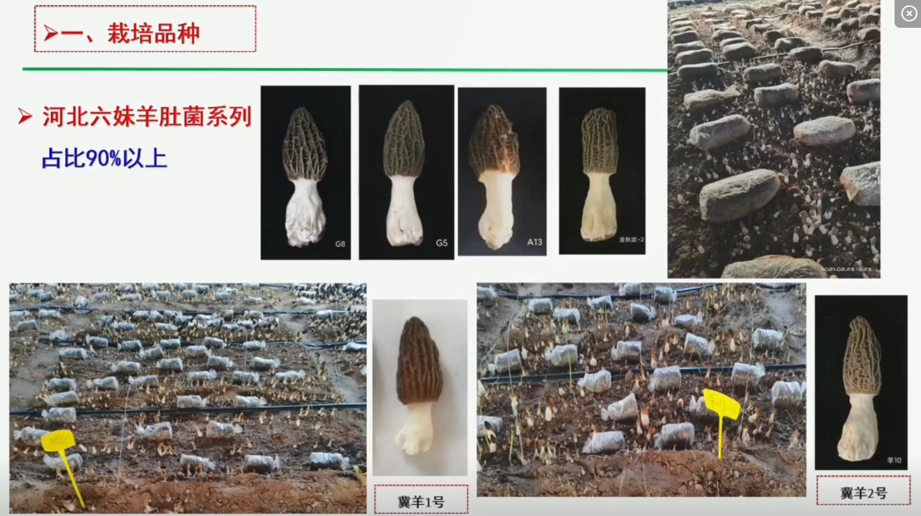 李守勉-北方設施羊肚菌高產關鍵技術與問題解析