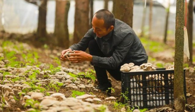 貴州黔西：林下食用菌采摘忙